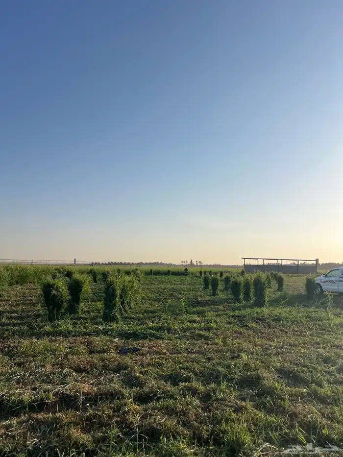 أعلاف بلوبنك اخضر 8