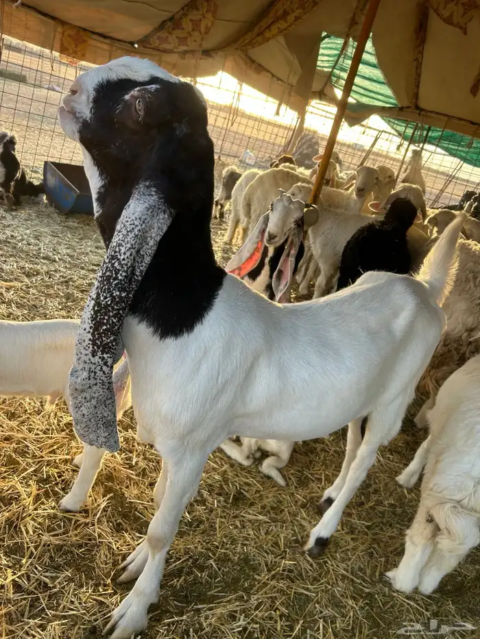 معزا للبيع منوة القاني 24