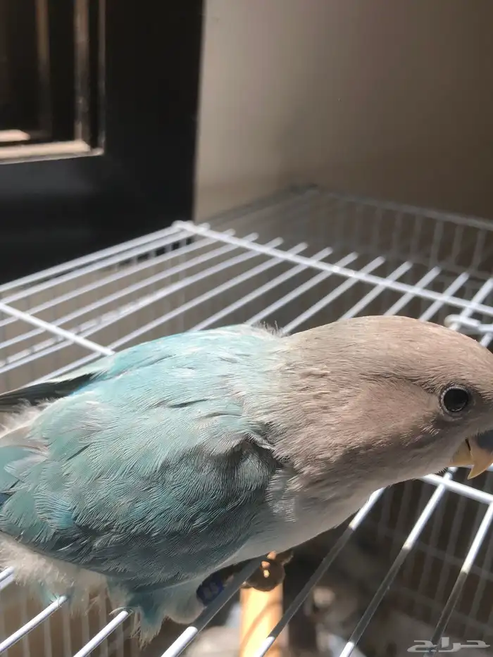 فروخ روز نهاية غر مشروع هدد الكميه محدودة (تم البيع ) 3