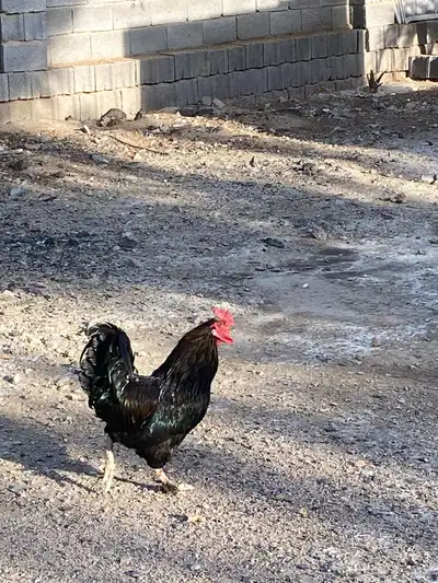 ديك لون نادر حجم كبير 1