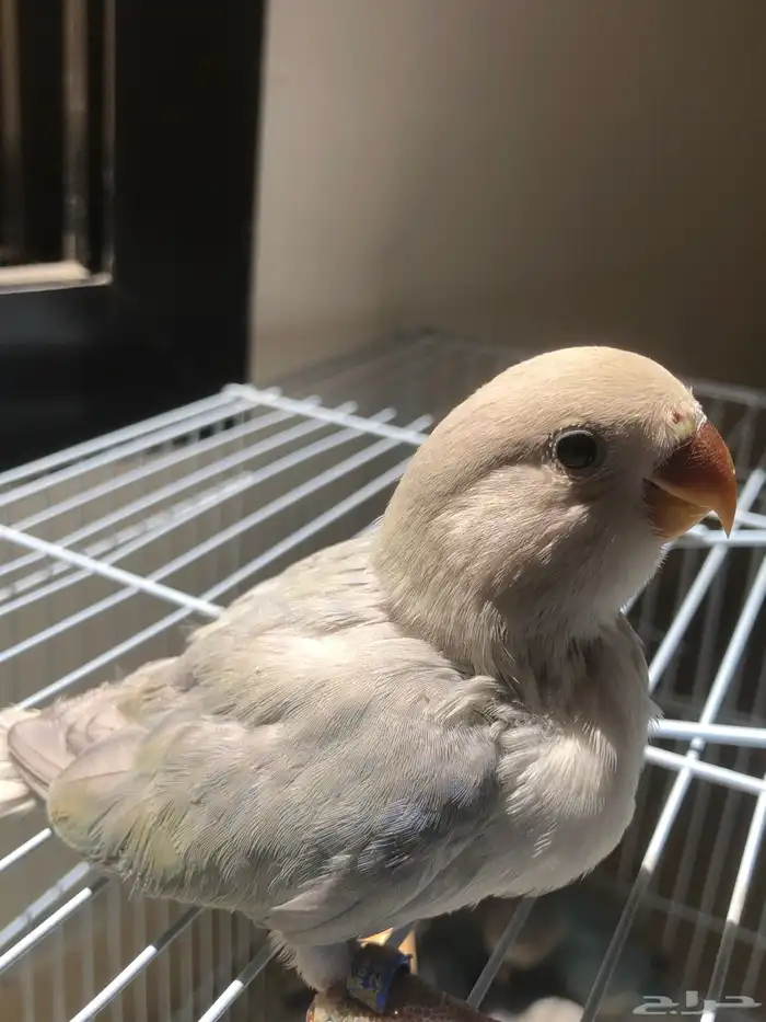 فروخ روز نهاية غر مشروع هدد الكميه محدودة (تم البيع ) 2