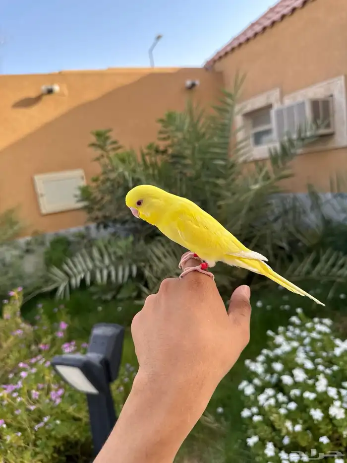 فرخ بادجي لاتينو اليف 1