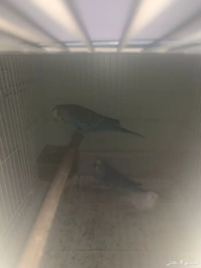 طيور زينه جوز بادجي ازرق 1زيبرا ابيض 0