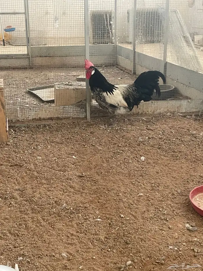 للبيع ديك لاكن فلدر اسود لافندر 1