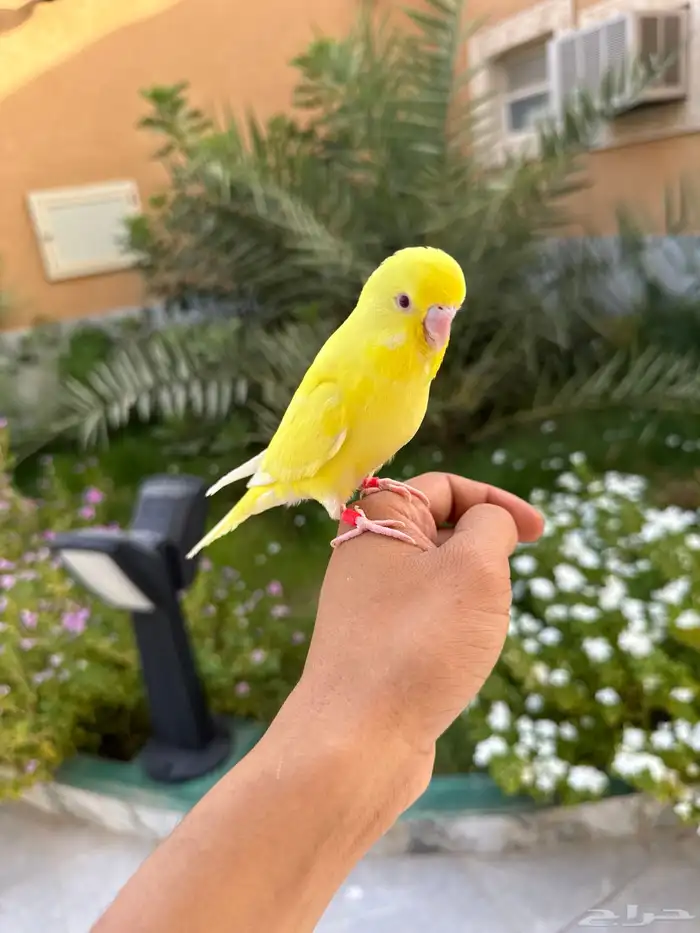 فرخ بادجي لاتينو اليف 2