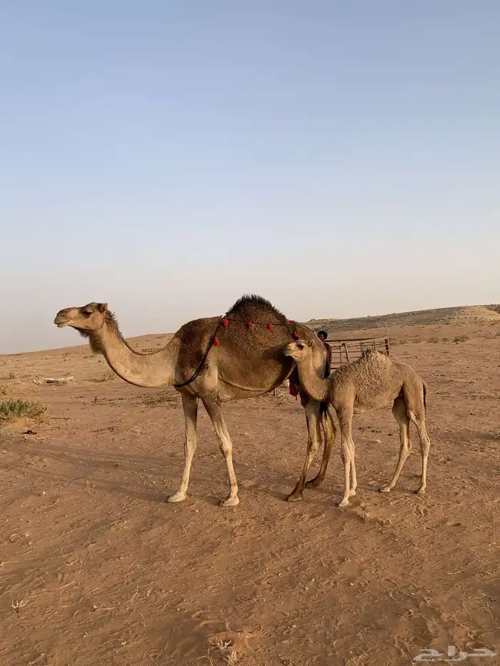 حمراء خلفه 2