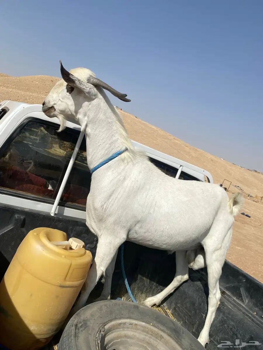 تيس فحل 1