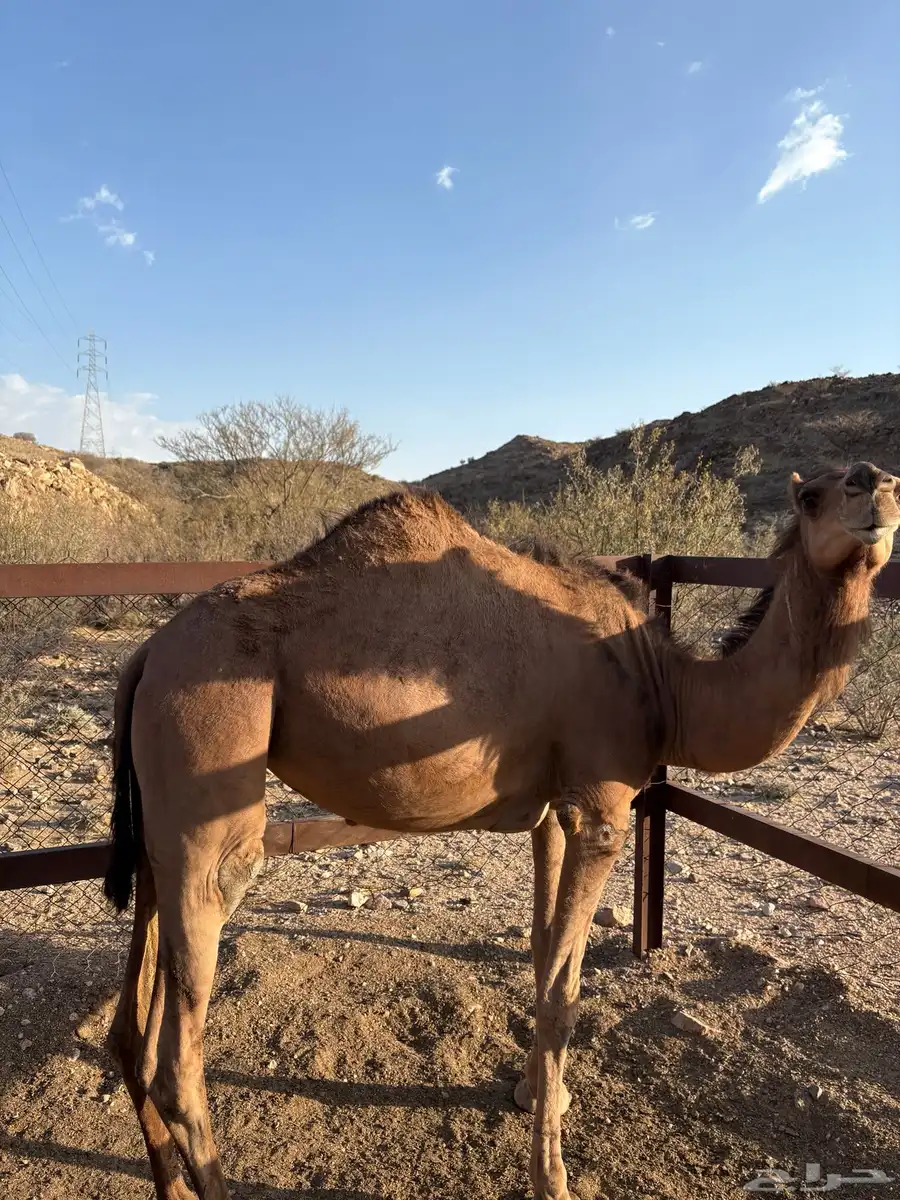 نياق 0