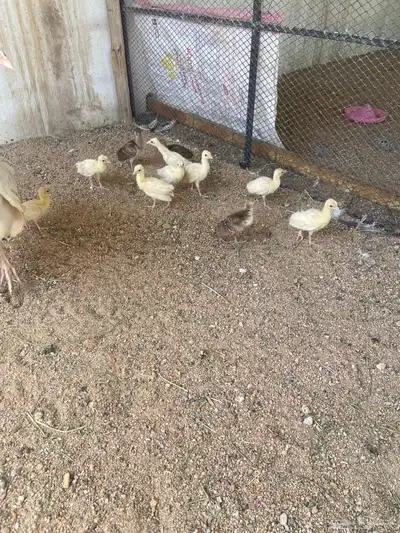 فروخ طاووس ابيض وبرونز وبلاك شولدر 1