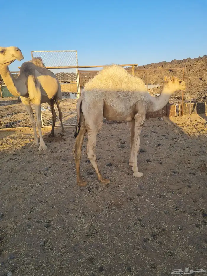 قعود على الحليب 3