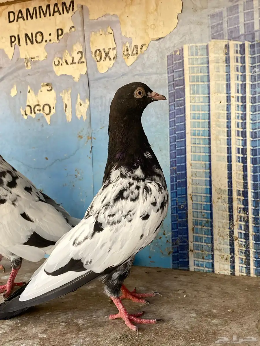 حمام بكستاني 3