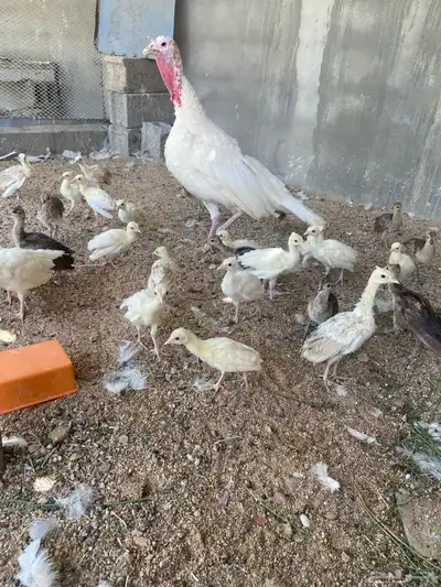 فروخ طاووس ابيض وبرونز وبلاك شولدر 4