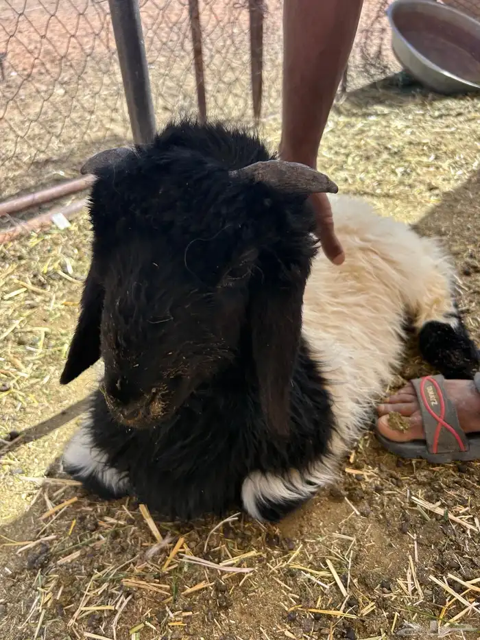 خرفان 1