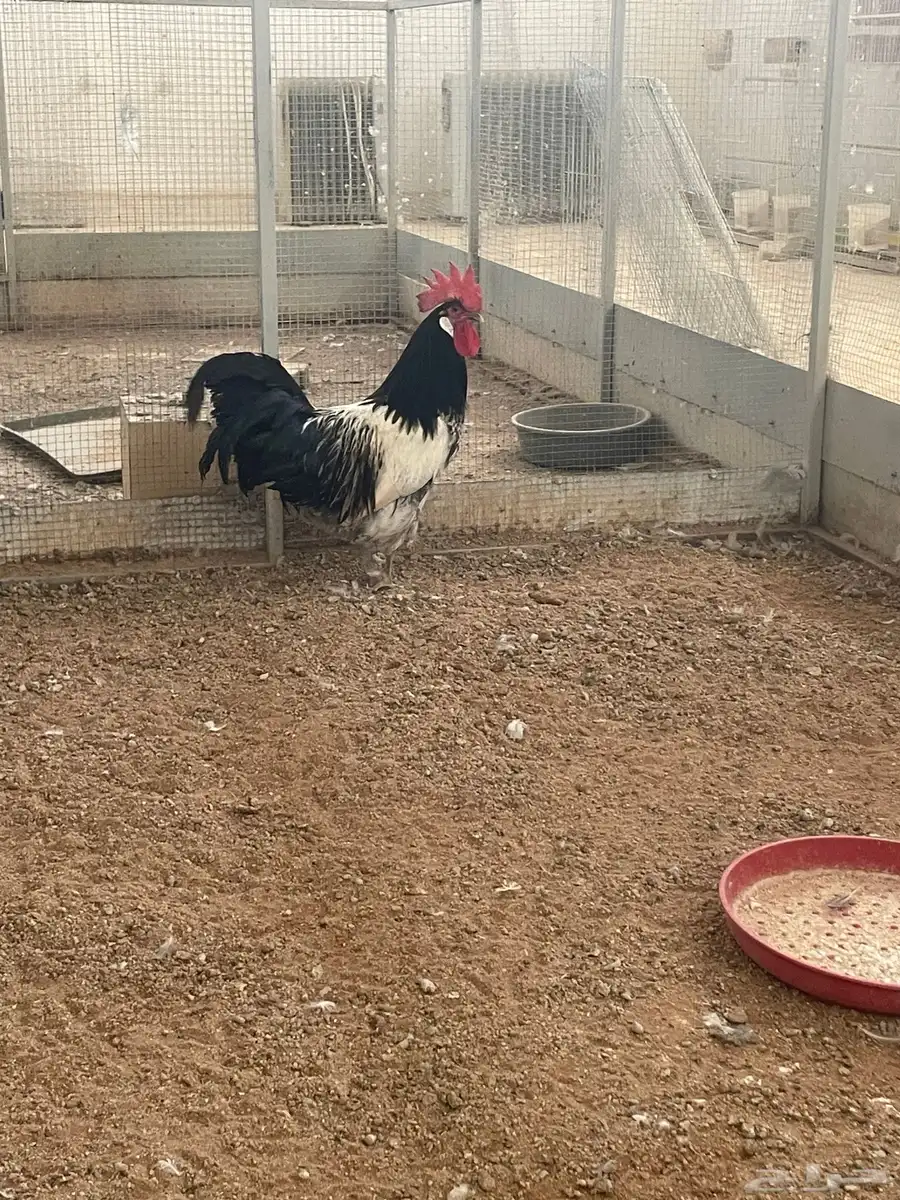 للبيع ديك لاكن فلدر اسود لافندر 3