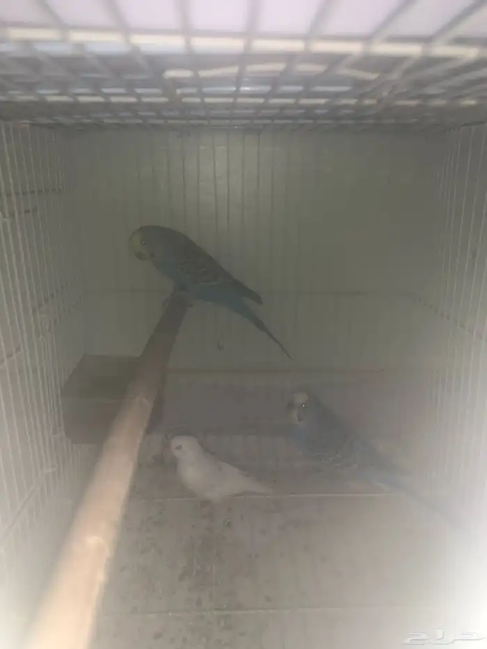 طيور زينه جوز بادجي ازرق 1زيبرا ابيض 1