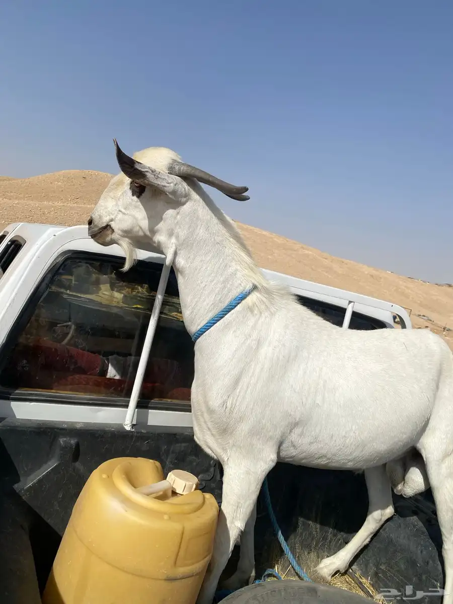 تيس فحل 2
