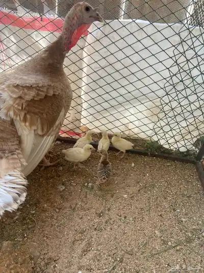 فروخ طاووس ابيض وبرونز وبلاك شولدر 3