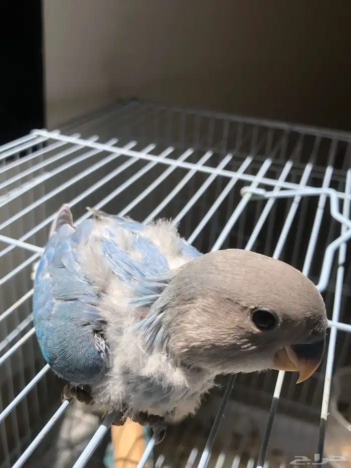 فروخ روز نهاية غر مشروع هدد الكميه محدودة (تم البيع ) 1