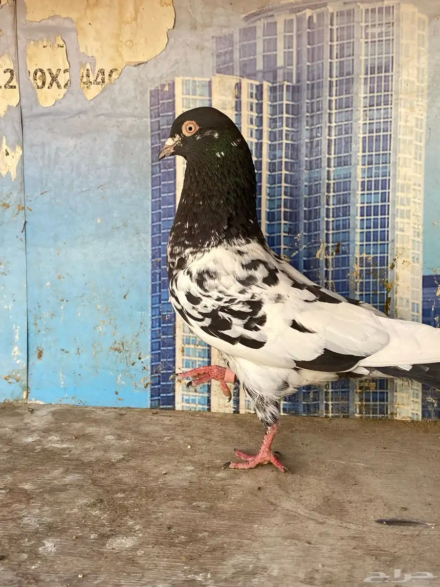 حمام بكستاني 0