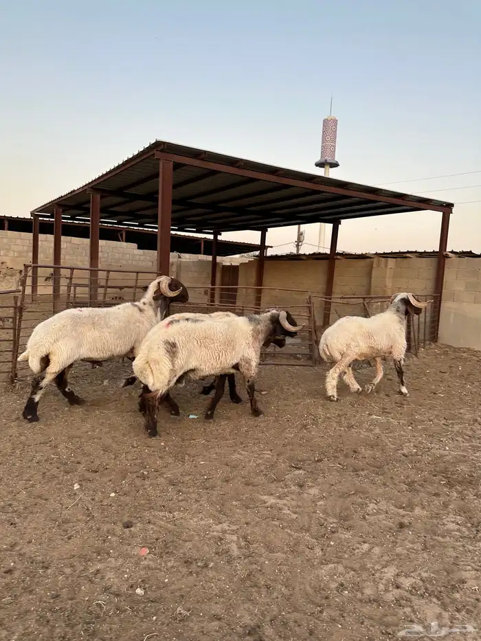 فحول أنعيم طيبه ( تم البيع ) 3