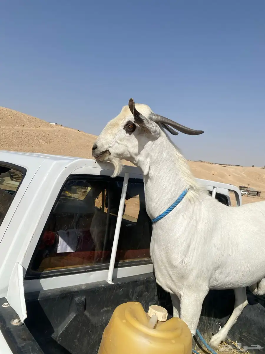 تيس فحل 0
