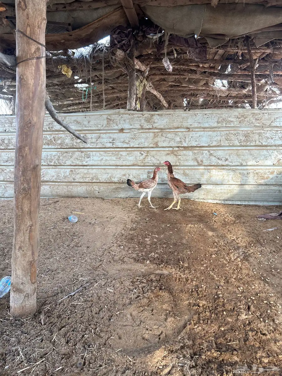 سندي فروخ 1