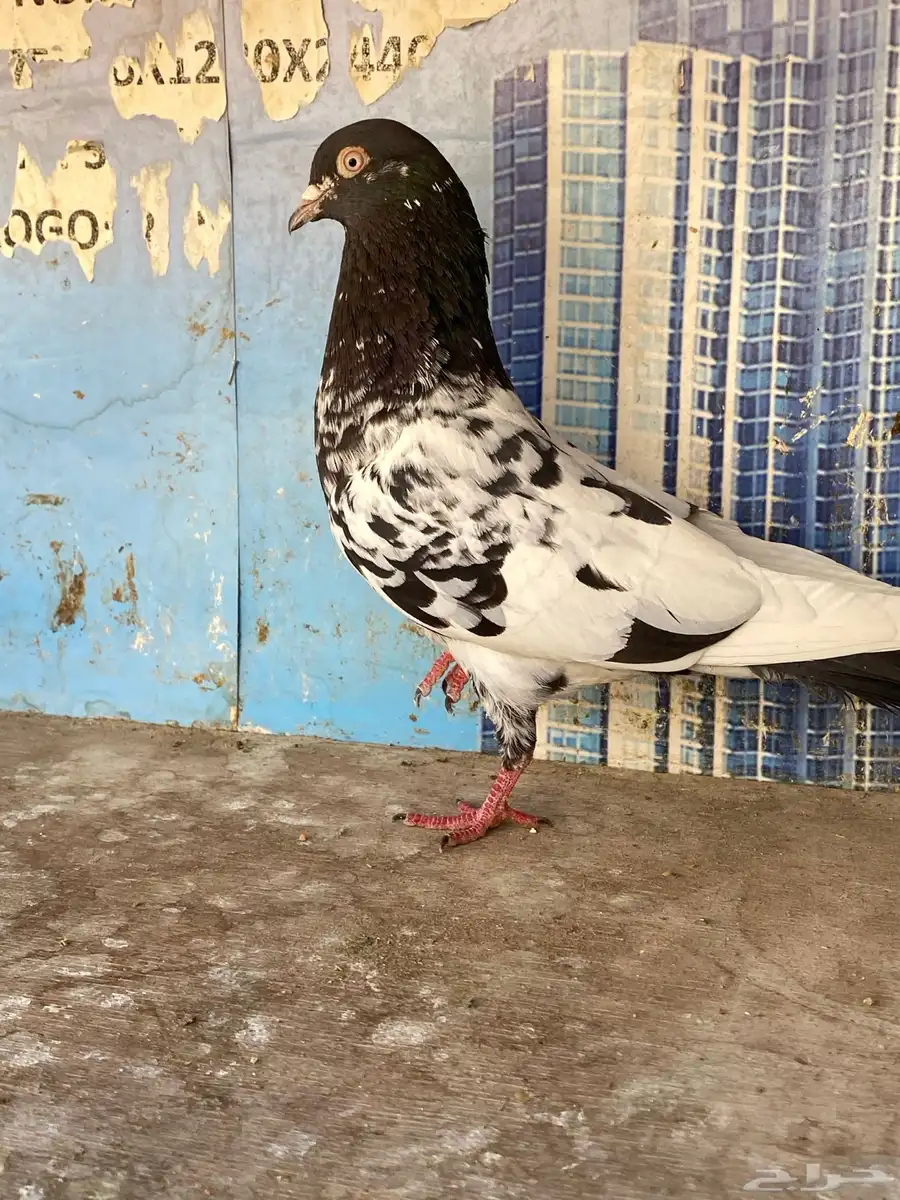 حمام بكستاني 1
