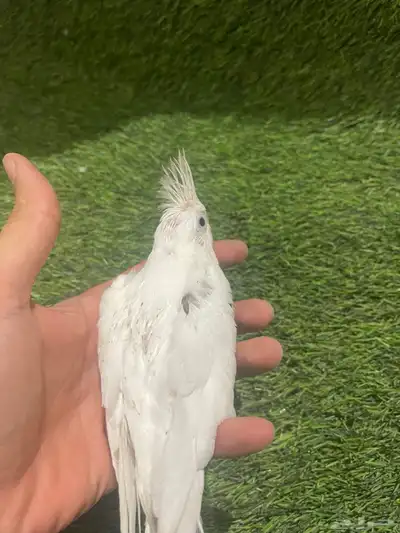 فروخ كروان لعشاق التميز ( بصمه ) 0