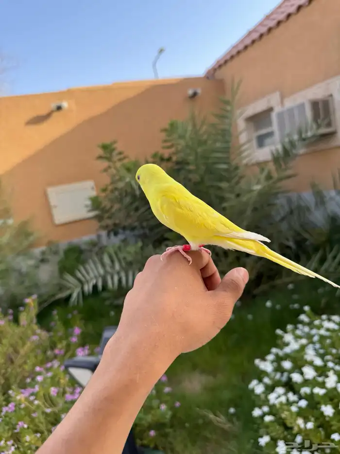 فرخ بادجي لاتينو اليف 3