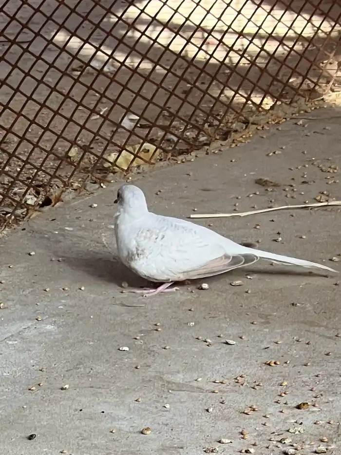 طيور الماسي 0