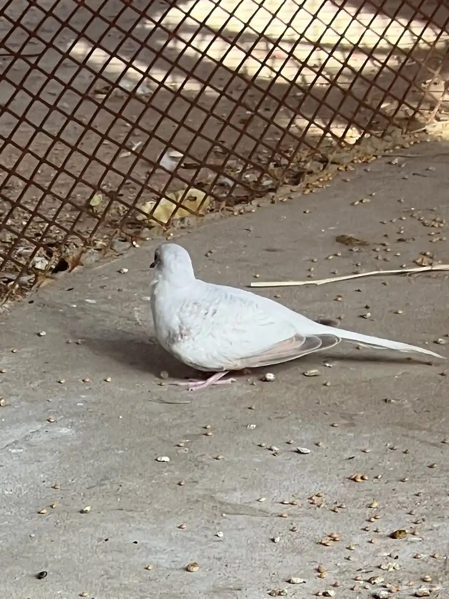 طيور الماسي 0