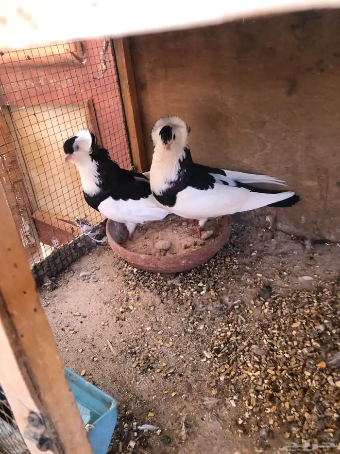 حمام عبسي منتج 2