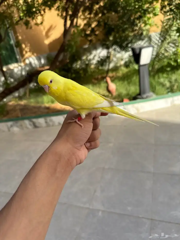 فرخ بادجي لاتينو اليف 8