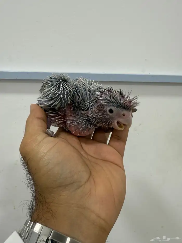 فرخ كوكاتو قالا العمر شهر ( تم البيع ) 0