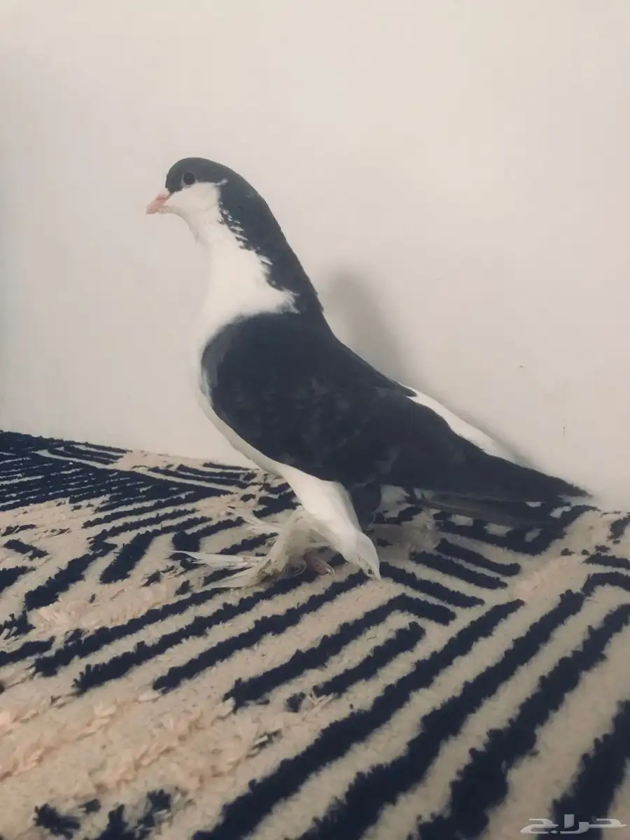 انثا شرزي 0