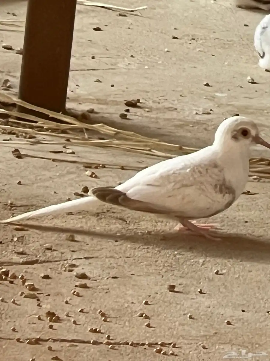 طيور الماسي 1