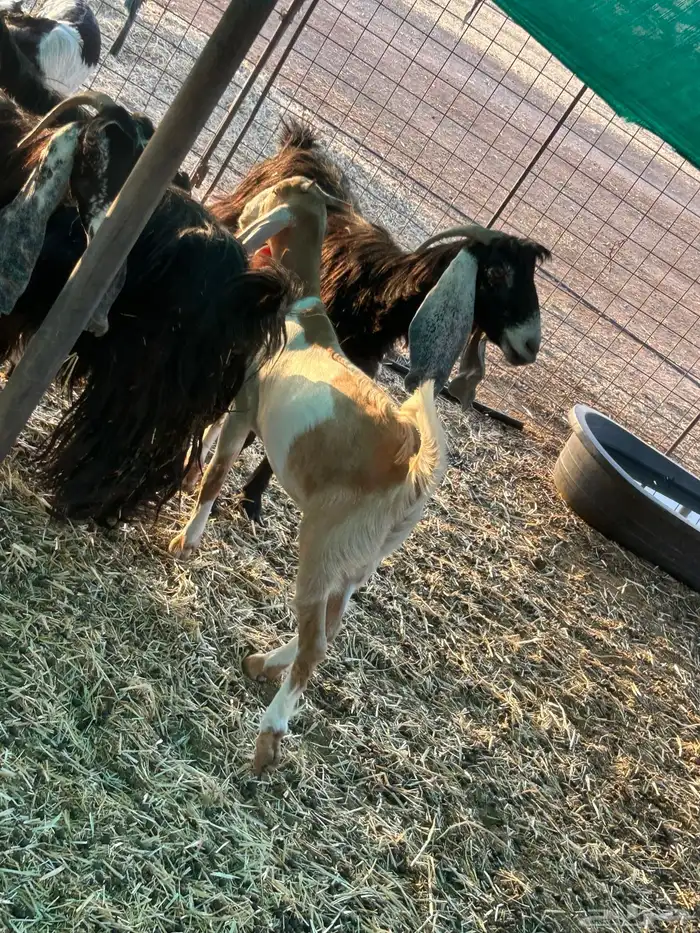 معزا للبيع منوة القاني 7