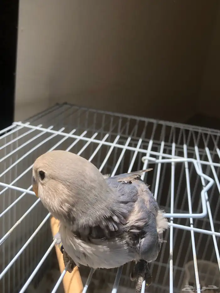 فروخ روز نهاية غر مشروع هدد الكميه محدودة (تم البيع ) 5