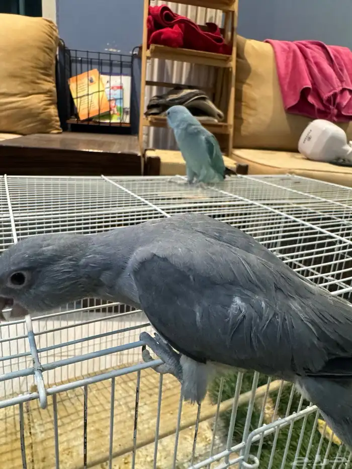 فروخ درة اللون ازرق -رصاصي 4