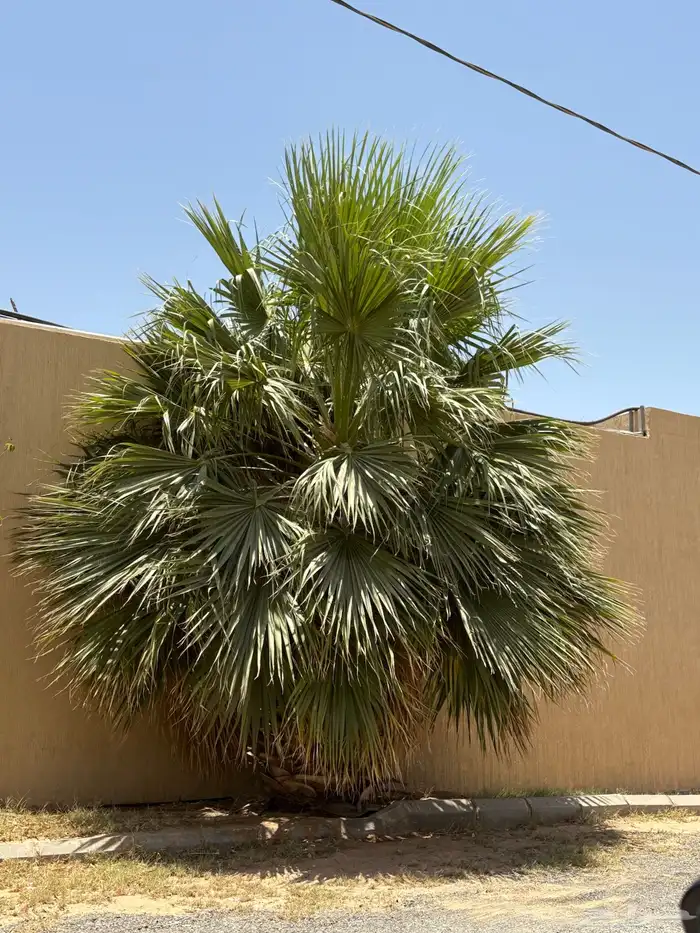 نخل واشنطني 4