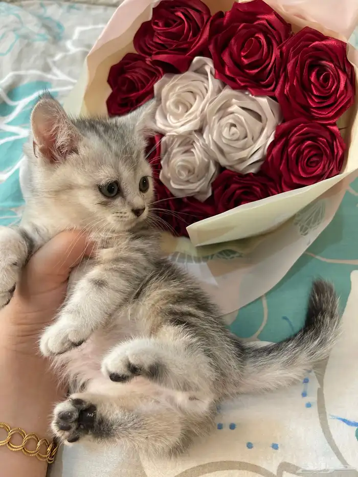 سكوتش ستريت. شعر قصير 0