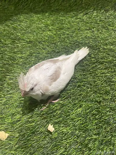 فروخ كروان لعشاق التميز ( بصمه ) 16