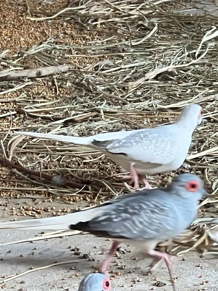 طيور الماسي 3