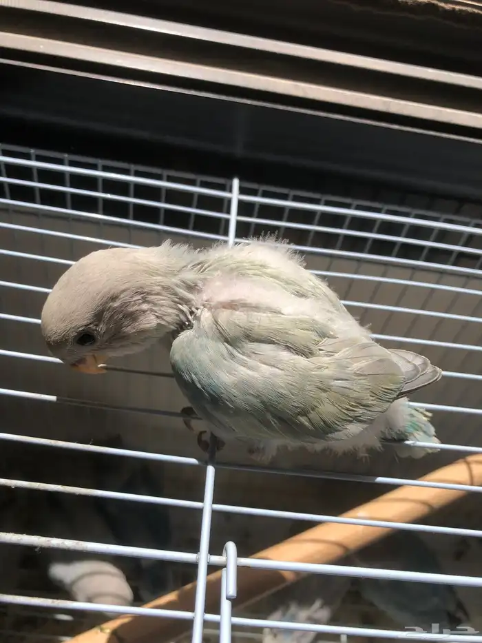 فروخ روز نهاية غر مشروع هدد الكميه محدودة (تم البيع ) 6