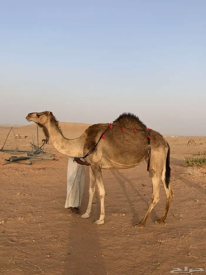 حمراء خلفه 0