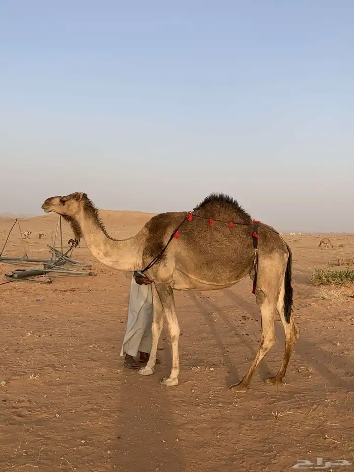 حمراء خلفه 1