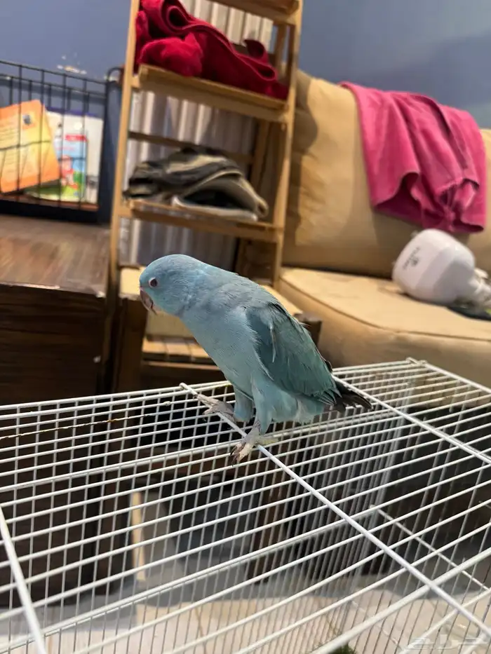 فروخ درة اللون ازرق -رصاصي 2