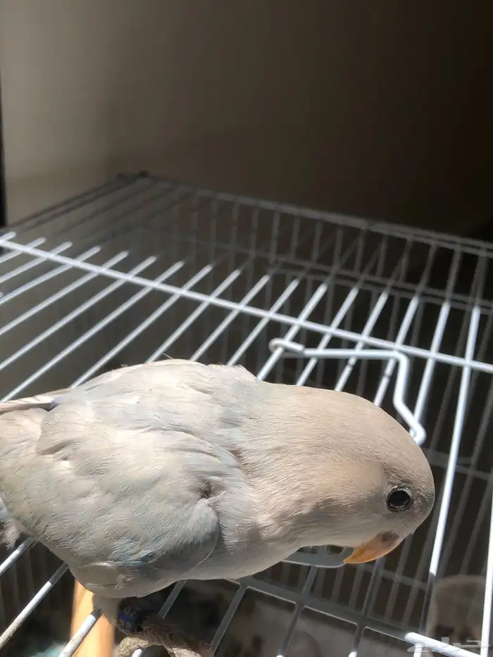 فروخ روز نهاية غر مشروع هدد الكميه محدودة (تم البيع ) 4