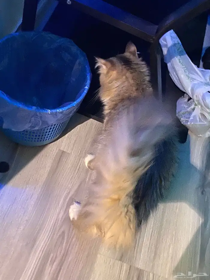 بسة بيوت نظيفه جدا  ولعوبه وهاديه جدا 1