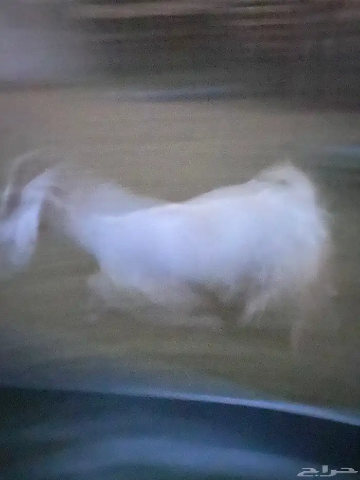 معزى لبيع ثنيه وسدس 0